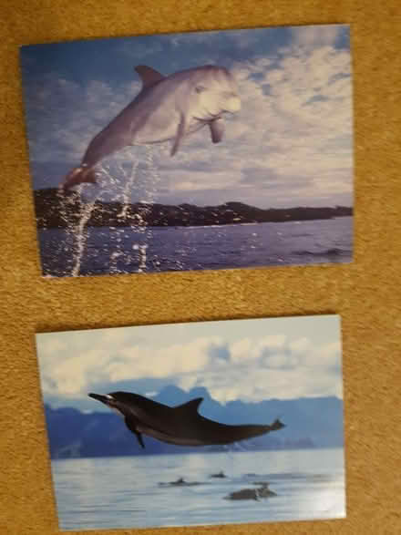Photo of free Cards (Southbourne BH6) #1