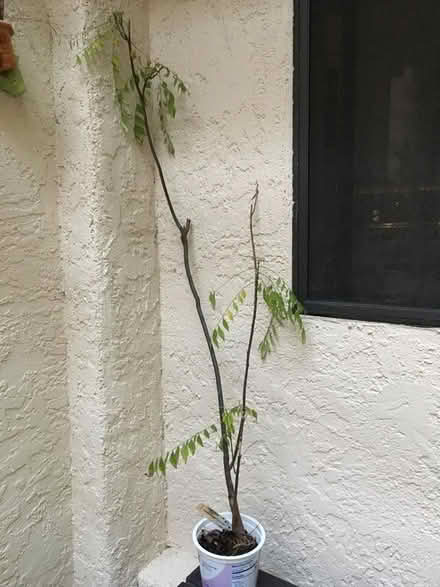 Photo of free Curry Leaf Plant (Homestead Area Walnut Creek) #1