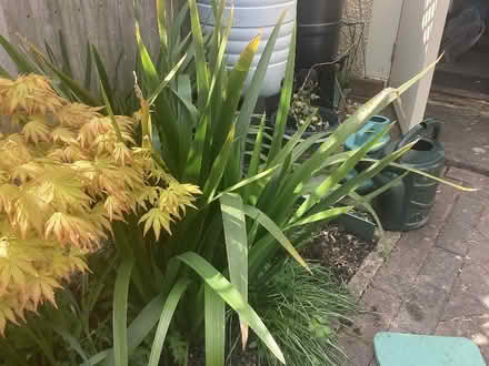 Photo of free Plant (Morley LS27) #2