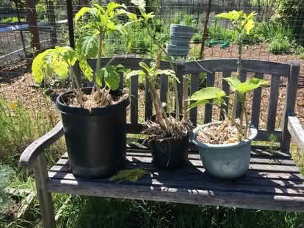 Photo of free Three Datura Plants (Homestead Area Walnut Creek) #1