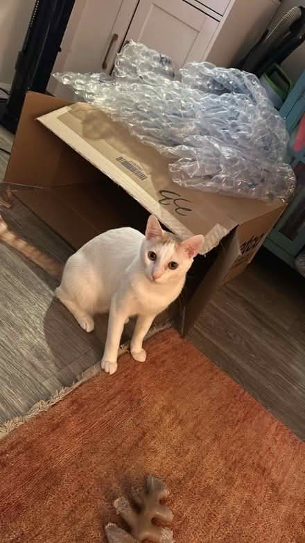 Photo of free M/L box & bubbles (North Hollywood) #1