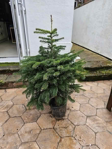 Photo of free Potted Christmas tree (CH1 nr Racecourse) #2