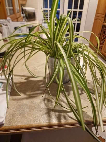 Photo of free Spider plant (Amersham HP7) #1