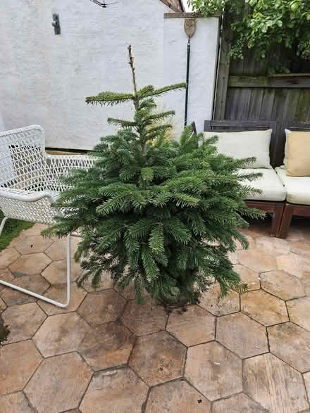 Photo of free Potted Christmas tree (CH1 nr Racecourse) #1