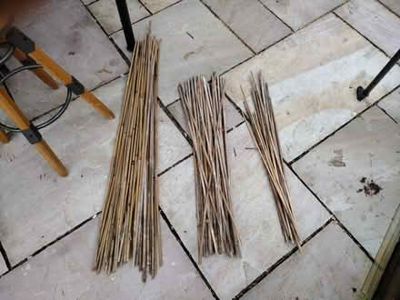 Photo of free Lots of bamboo garden canes (Great Boughton CH3) #1