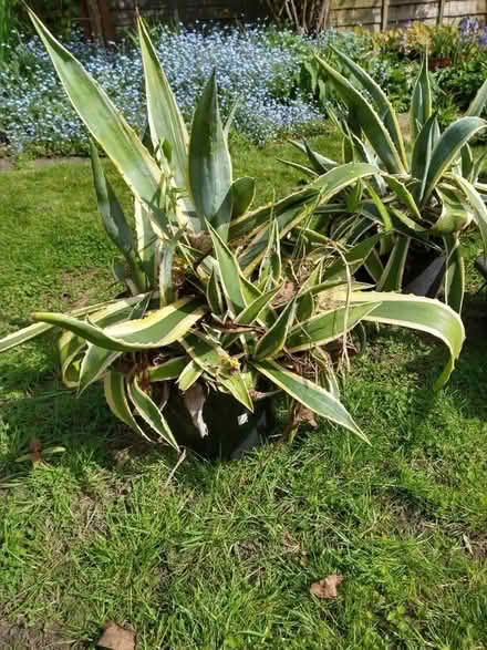 Photo of free Agave plant (Palmers Green N13) #1