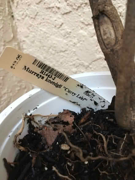 Photo of free Curry Leaf Plant (Homestead Area Walnut Creek) #2