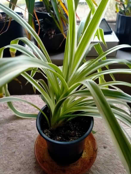 Photo of free Spider plant (Clayton Brook PR5) #1