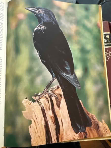 Photo of free 2 Wildlife Encyclopedias (Upper Chichester, PA) #4