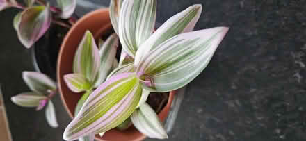 Photo of free Tradescantia Houseplant (CT10) #1