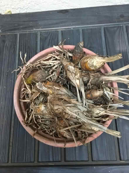 Photo of free Cymbidium Bulbs (Homestead Area Walnut Creek) #1