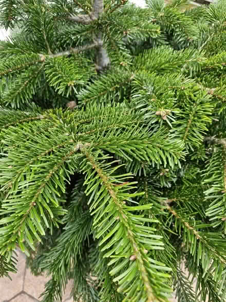 Photo of free Potted Christmas tree (CH1 nr Racecourse) #3