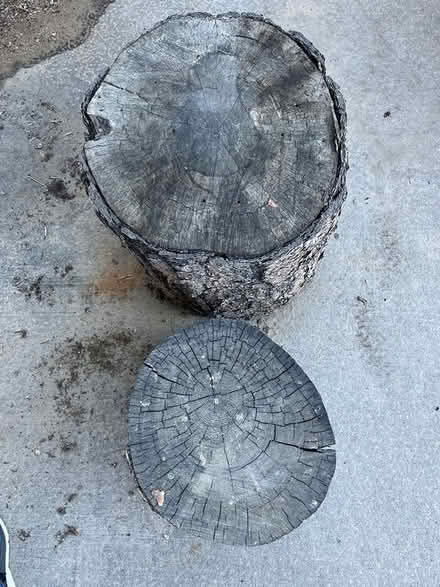 Photo of free 2 Ponderosa Pine Stumps (Boulder County-75th/Valmont) #2