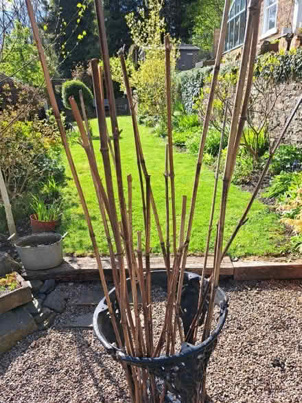Photo of free Bamboo canes (Dronfield S18) #1