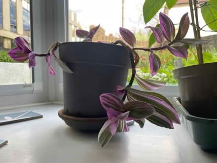 Photo of free Tradescantia (indoor plant) (South Croydon) #1
