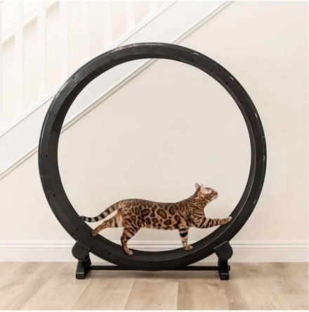 Photo of free Cat Exercise Wheel (Clifton Park) #3