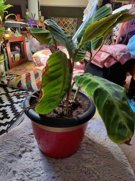 Photo of free Plant (Locks Heath SO31) #2