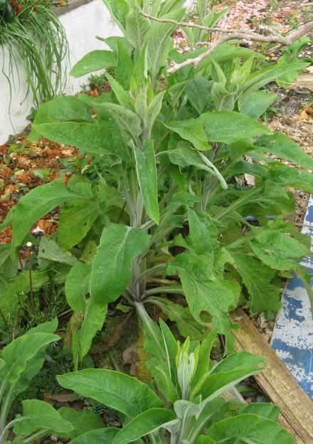 Photo of free Foxgloves (Verwood BH31) #2