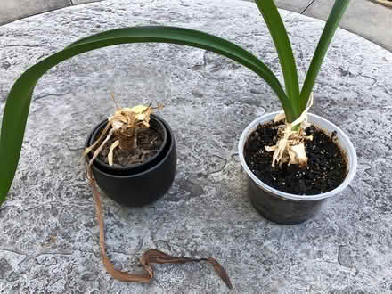 Photo of free Two Amaryllis Plant Bulbs (Butler, NJ) #3
