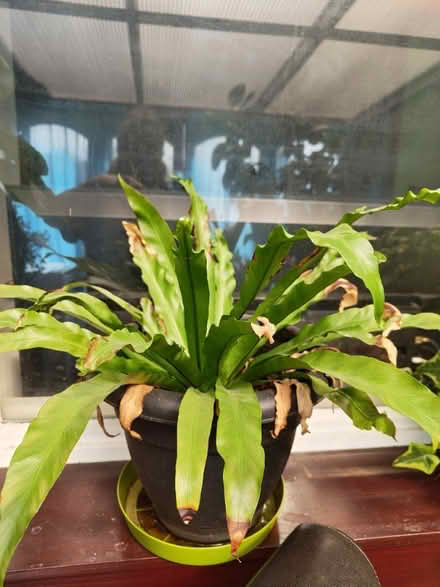 Photo of free Plant (Locks Heath SO31) #1