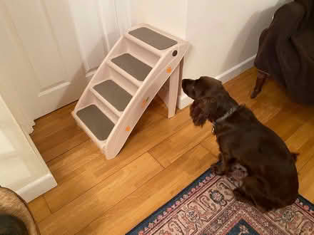 Photo of free Easipet Foldable Pet Stairs (Hinton Martell, Wimborne) #2