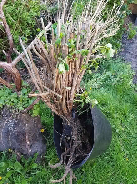 Photo of free Hydrangea (CH47) #1