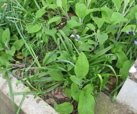 Photo of free Foxgloves (Verwood BH31) #1