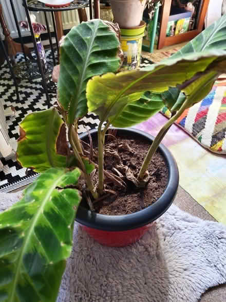 Photo of free Plant (Locks Heath SO31) #3