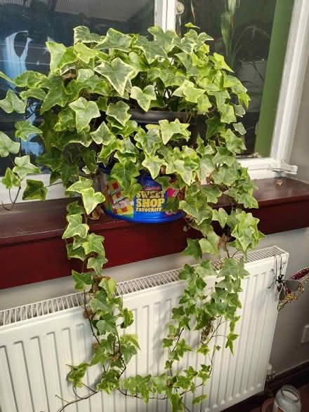 Photo of free Ivy Potted (Locks Heath SO31) #1