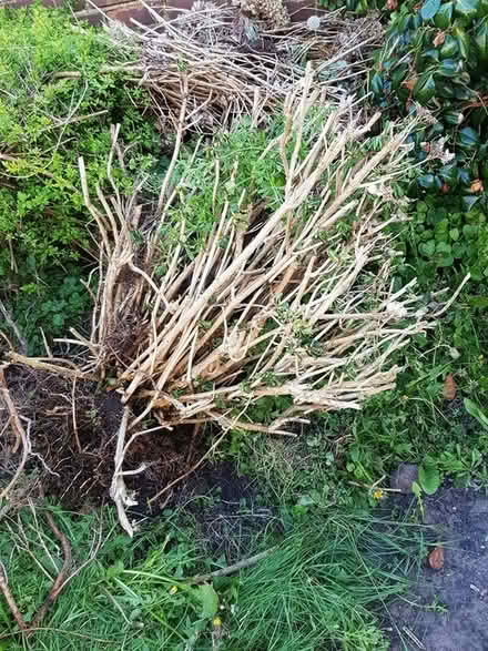Photo of free Hydrangea (CH47) #2