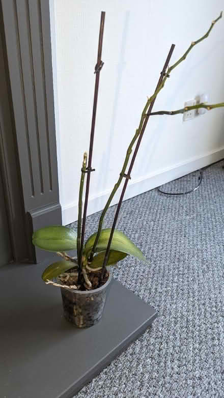 Photo of free Orchid plant (Dunfermline KY12) #1