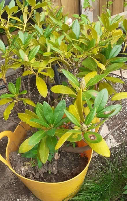 Photo of free Garden shrubs/plants (Heartsease NR7) #2