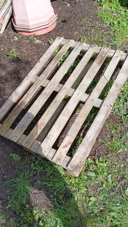 Photo of free old pallets for fire wood . (Graig Fechan LL15) #4