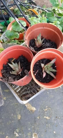 Photo of free House plant (Upper Holloway N19) #1