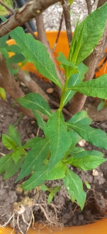Photo of free Garden shrubs/plants (Heartsease NR7) #1