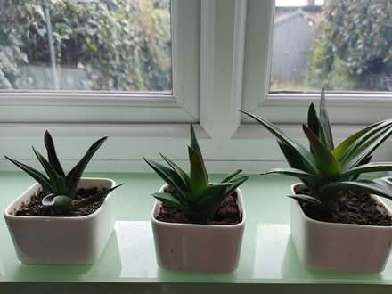 Photo of free Three little plants (HA1) #1