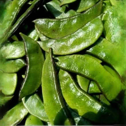 Photo of Veg seedlings/asian veg? (Balti Triangle B12) #3