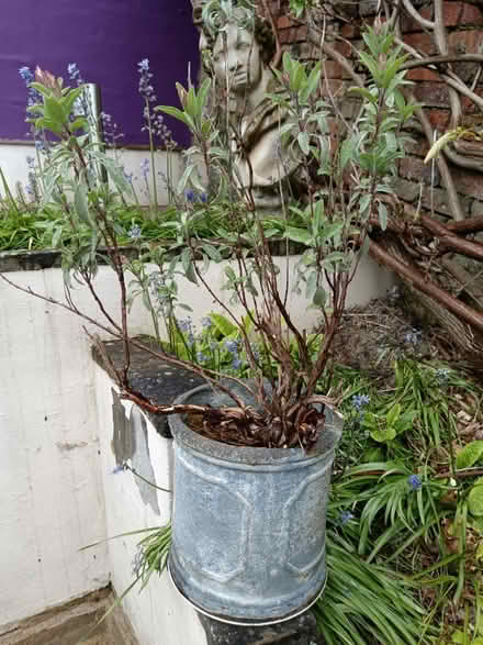 Photo of free Sage bush in pot (Ebley GL5) #1