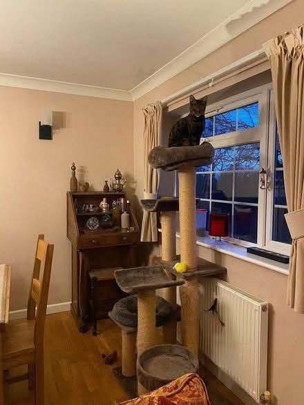 Photo of free Cat Tower (Hinton Martell, Wimborne) #1