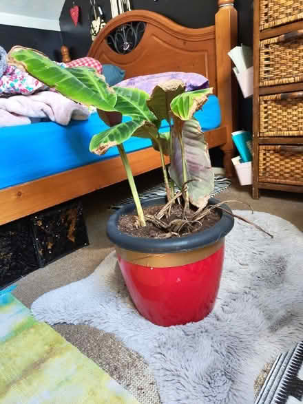 Photo of free Plant (Locks Heath SO31) #1