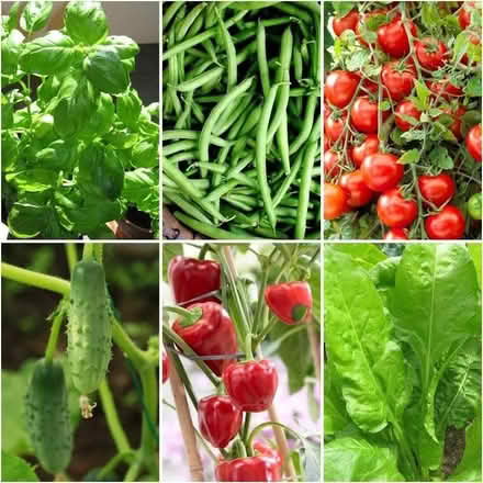 Photo of Veg seedlings/asian veg? (Balti Triangle B12) #1