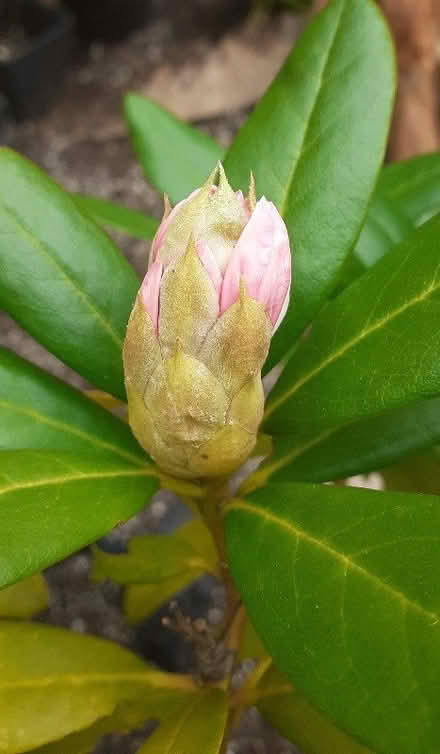 Photo of free Garden shrubs/plants (Heartsease NR7) #3