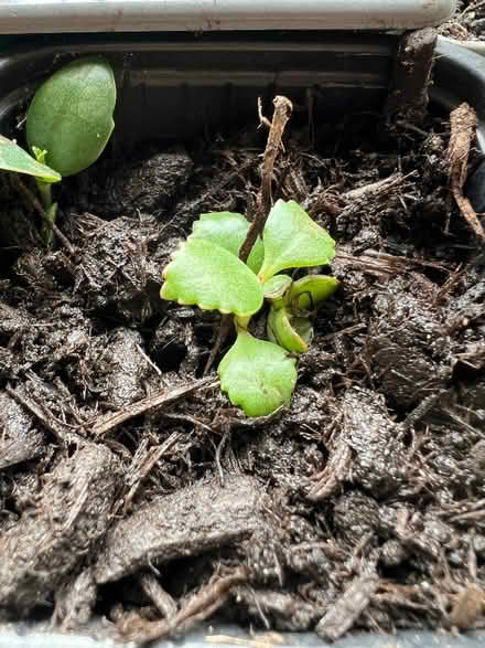 Photo of free Mother of Thousands - tiny plants/seedlings (Harley Shute TN38) #1