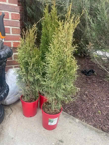 Photo of free 3 Arborvitae (Joy Rd W of Gottfredson) #1