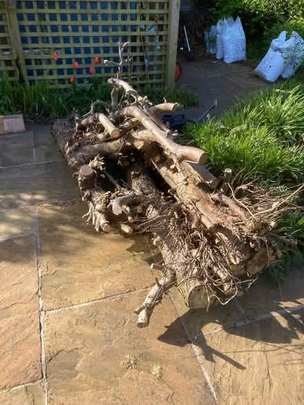 Photo of free Wood (Craigleith EH4) #1