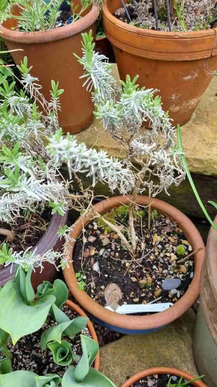 Photo of free Lavender and rosemary plants (South Tonbridge TN9) #2
