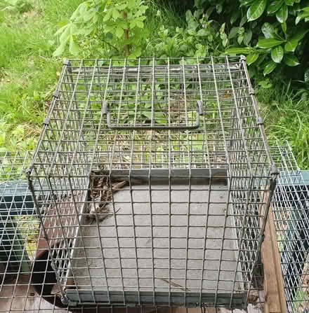 Photo of free Degu / small animals cages (Farnham Common SL2) #4