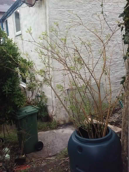 Photo of free Willow whips/prunings. (Phillack TR27) #1