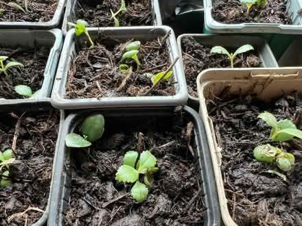 Photo of free Mother of Thousands - tiny plants/seedlings (Harley Shute TN38) #2