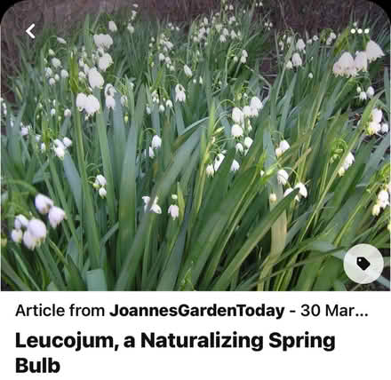 Photo of free Leucojem Bulbs (OX7 Chipping Norton) #1